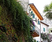 Limone SONY DSC