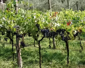 Castel Tobrino SONY DSC