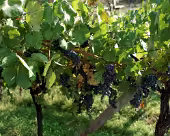 Castel Tobrino SONY DSC