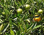 Limone