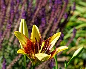 Lilien