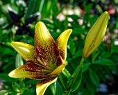 Lilien