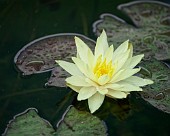 Seerose
