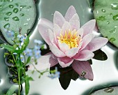 Seerose