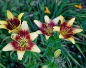 Lilien