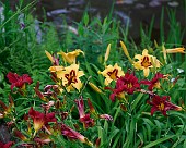 Lilien