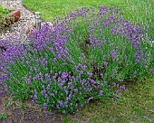 Lavendel