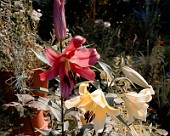 Lilien