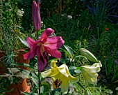 Lilien