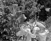 Lilien