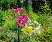 Lilien