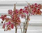 Orchideen