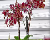 Orchideen