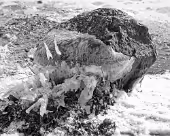 Timmendorf Steilküste